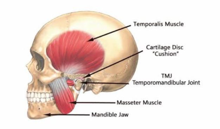 A diagram explaining different joins in the skull and how they affect our bite.